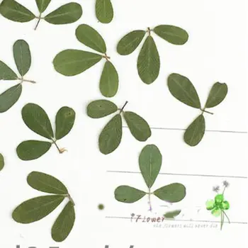 20buc Verde Uscate Flori Presate Frunze de Plante Ierbar pentru Bijuterii cu Rama Foto Telefon Caz Scrapbooking Card Ambarcațiunile de a Face
